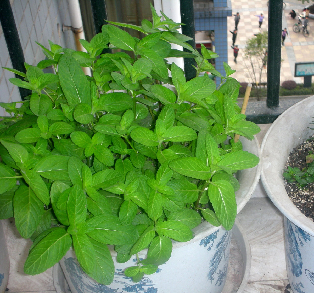 Chinese Mint botanical plant seeds for garden and container cultivation