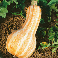 Orange Striped Cushaw Pumpkin – Heirloom Vegetable Garden Seeds