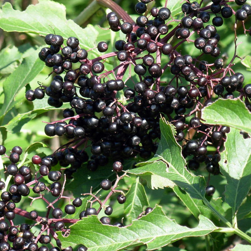Organic European Black Elderberry (Sambucus nigra) fruit-bearing shrub with clusters of dark purple-black berries, creamy-white flowers, and serrated green leaves.