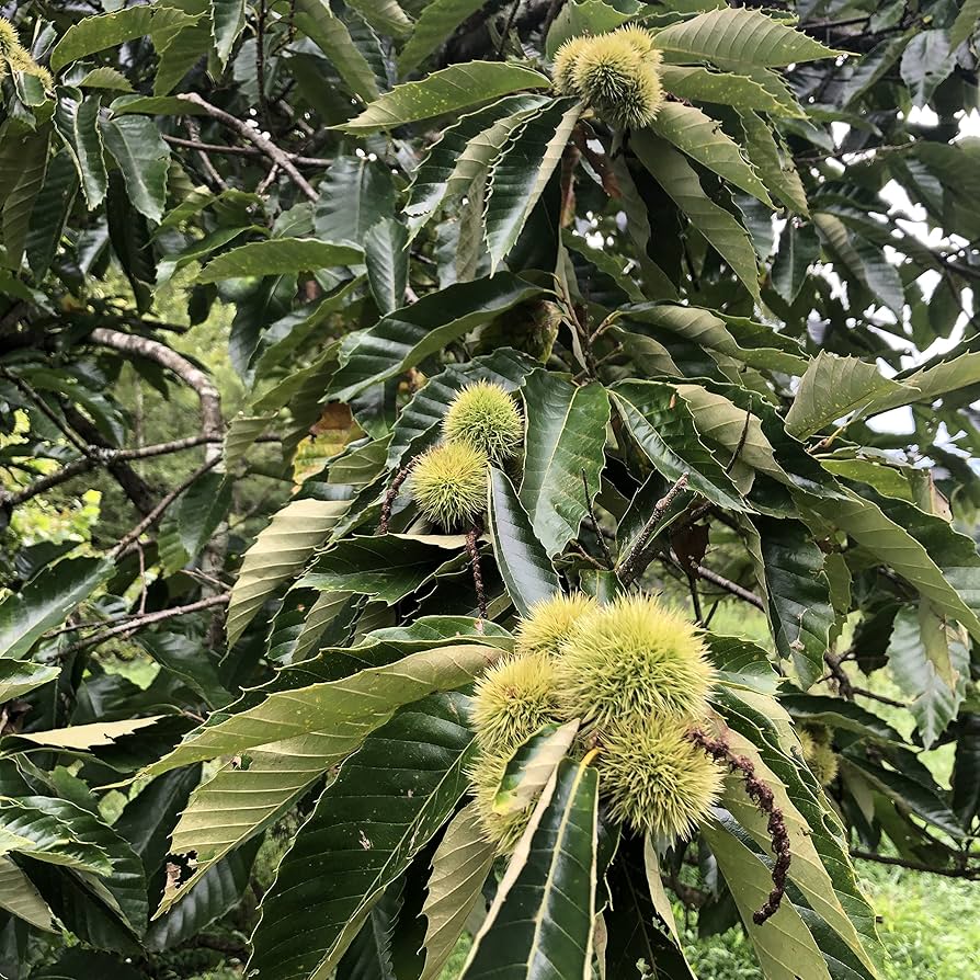Chestnut (Castanea spp.) Seeds for Planting – Heirloom, Non-GMO, Easy to Grow, Outdoor Nut Tree Variety