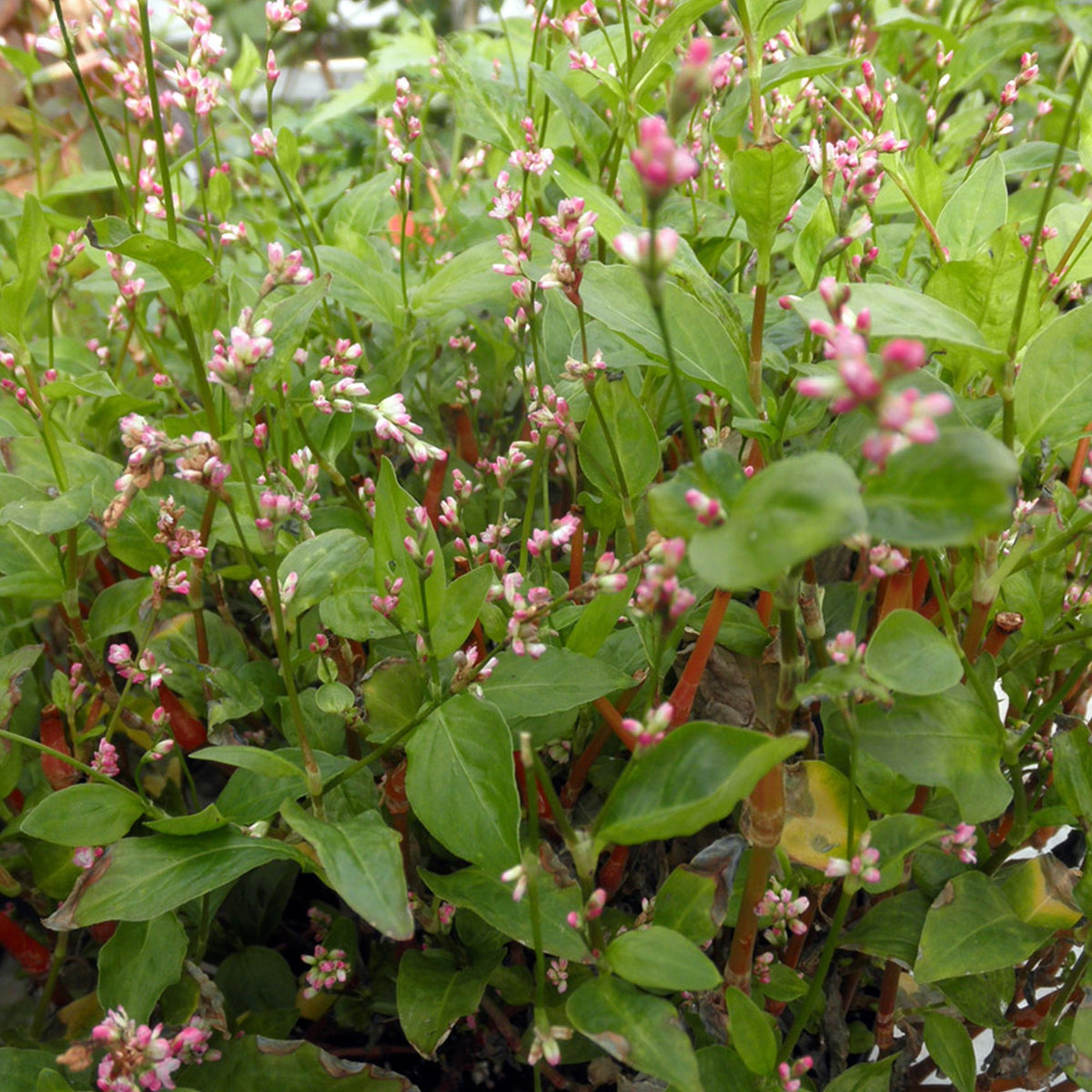 Pink-Flowered Japanese Indigo plant seeds for garden planting
