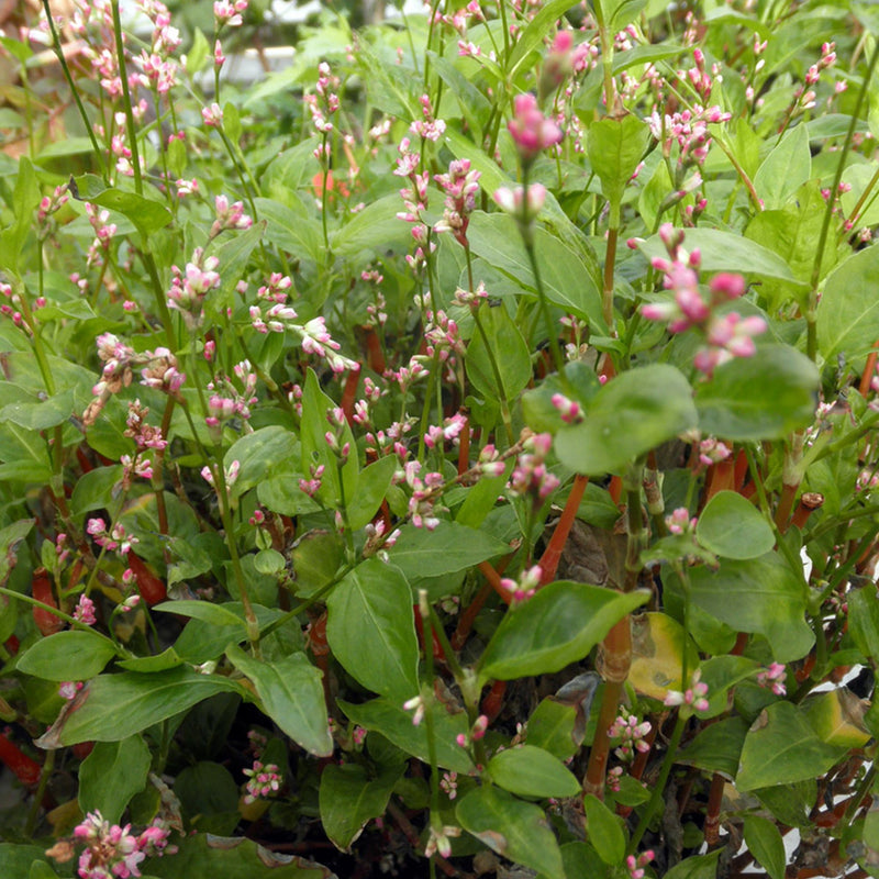 Pink-Flowered Japanese Indigo plant seeds for garden planting