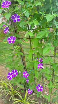 Purple Blizzard Fuji – Garden Flower Seeds