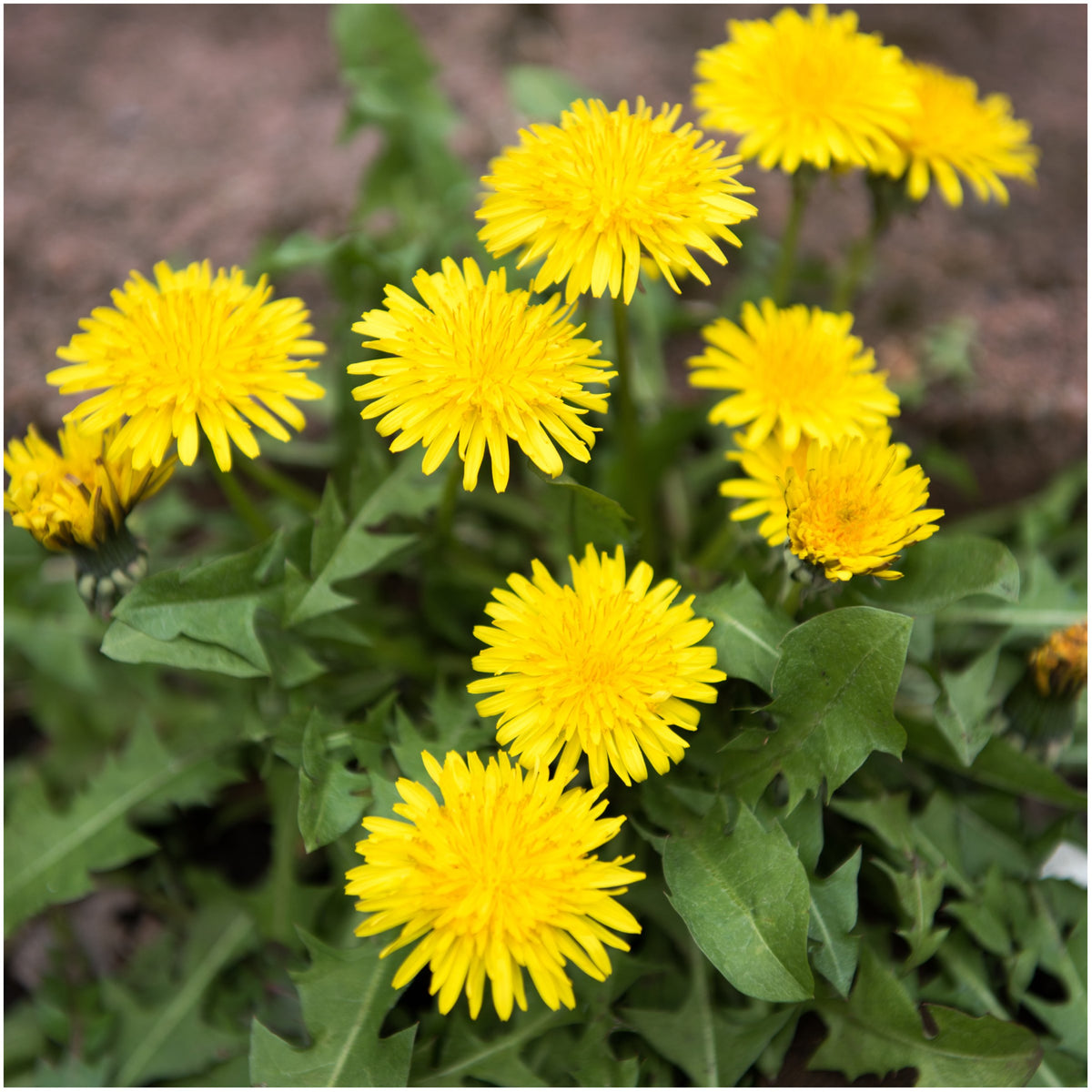 Dandelion Taraxacum Officinale – Yellow Herb Seeds