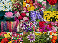 Valley Green Flower Seed Pack – Mixed Garden Flower Seeds