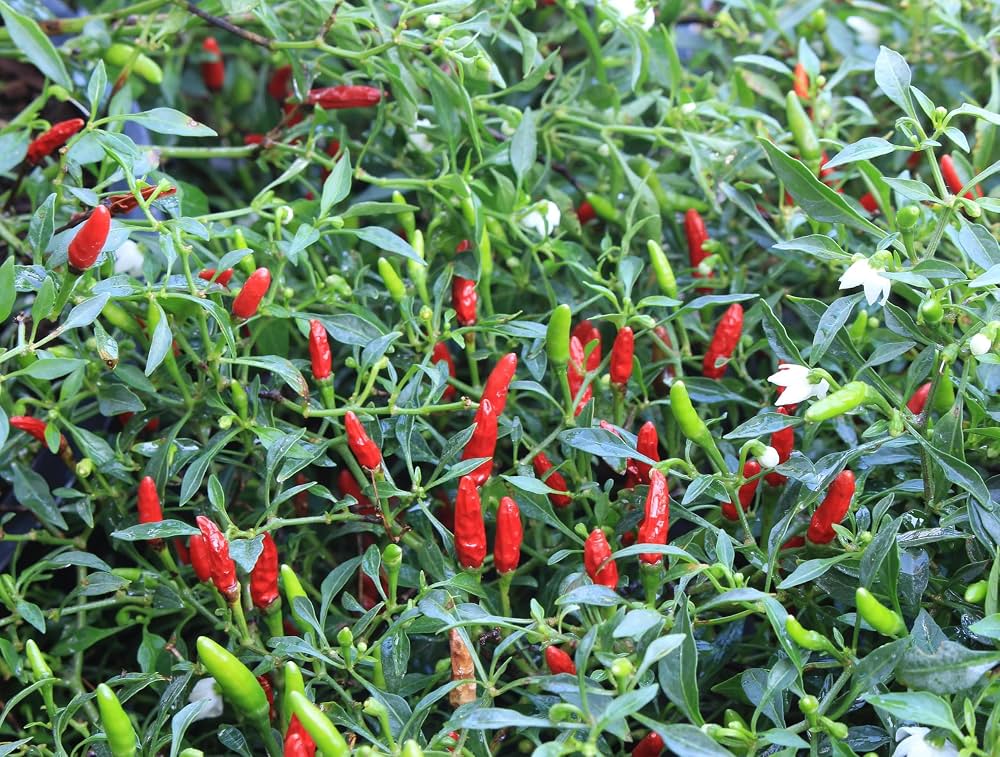 Capsicum chacoense Plant Seeds – Puta Madre Pepper for Gardening