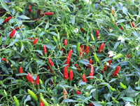 Capsicum chacoense Plant Seeds – Puta Madre Pepper for Gardening