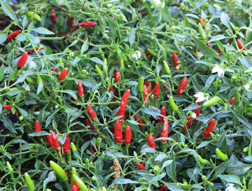 Capsicum chacoense Plant Seeds – Puta Madre Pepper for Gardening