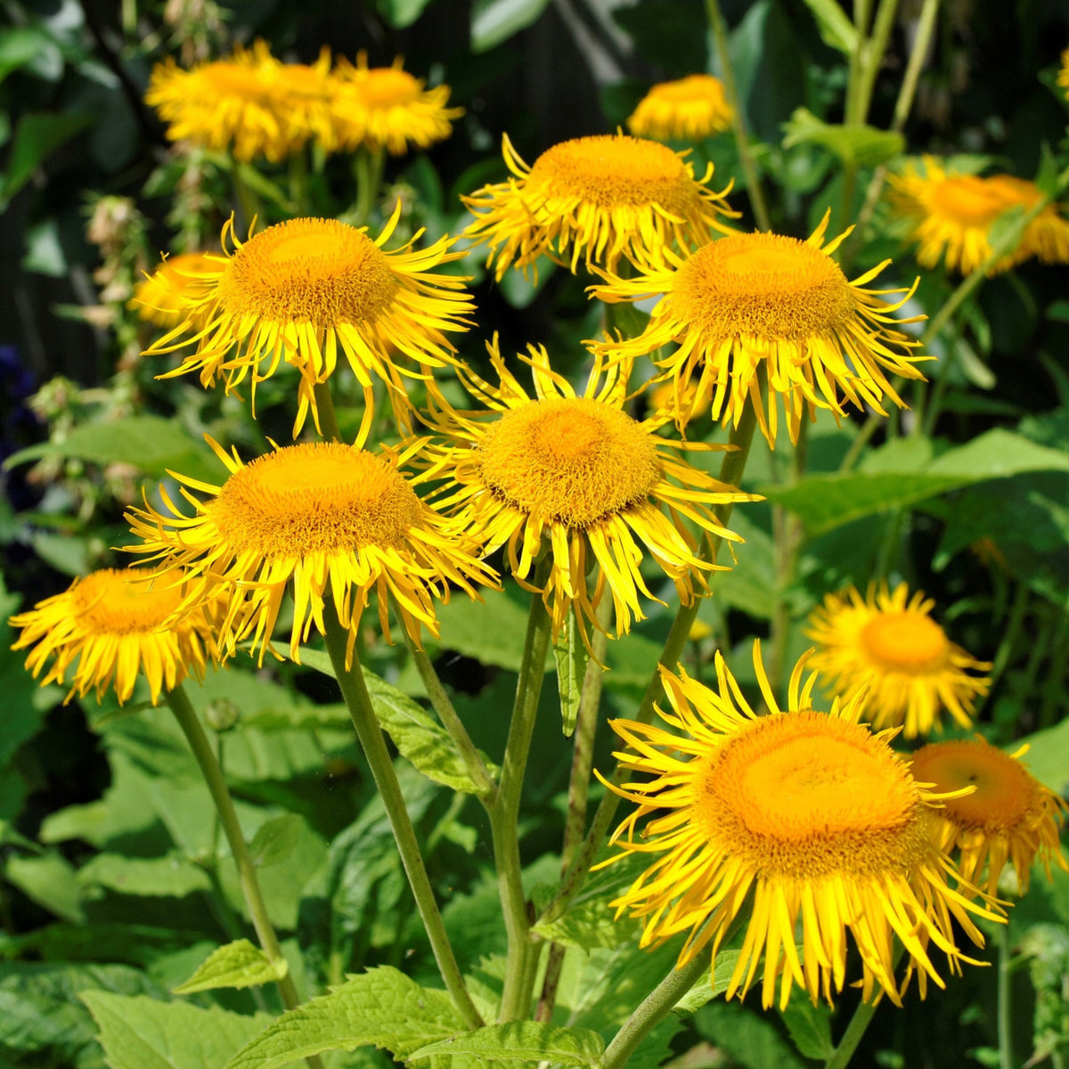Elecampane, Magnificent ,Inula magnifica seeds, organic