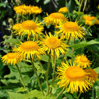 Organic Magnificent Elecampane (Inula magnifica) perennial displaying large golden-yellow daisy-like flowers, broad green leaves, and tall branching stems in an ornamental garden.