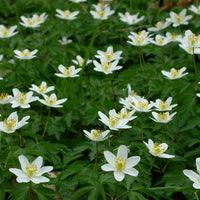 Wild Woodland Flower Seeds for Planting – Heirloom, Non-GMO, Shade-Tolerant Forest Blend