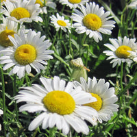 Oxeye Daisy Leucanthemum vulgare with white petals and yellow flower centers
