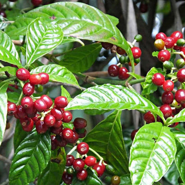 Ethiopian Coffee Arabica seeds for growing an evergreen tropical coffee plant