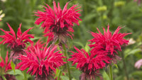 Red Oswego Tea Monarda didyma seeds for cottage garden planting