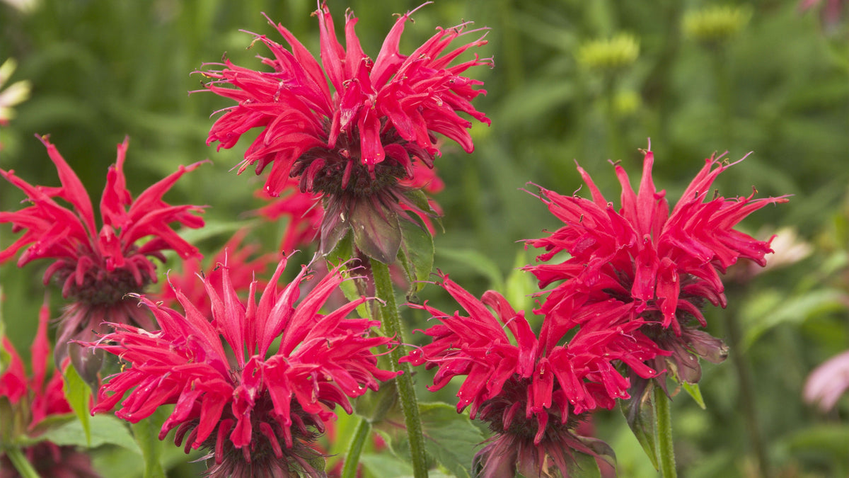 Red Bergamot Monarda didyma seeds for ornamental garden planting
