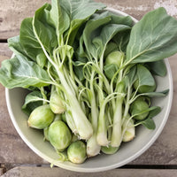 Brussels Sprouts Long – Garden Vegetable Seeds