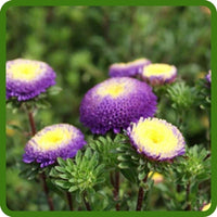 Aster Pompon Blue Moon Callistephus Chinensis – Dwarf Pompon Garden Flower Seeds