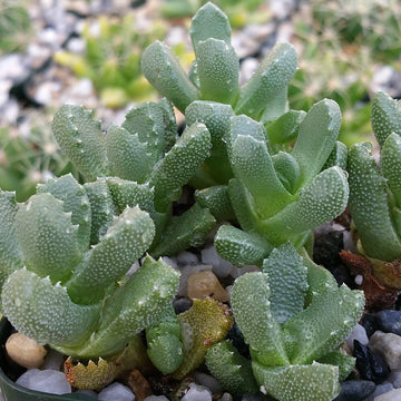 Aloinopsis Setifera – Succulent Flower Seeds