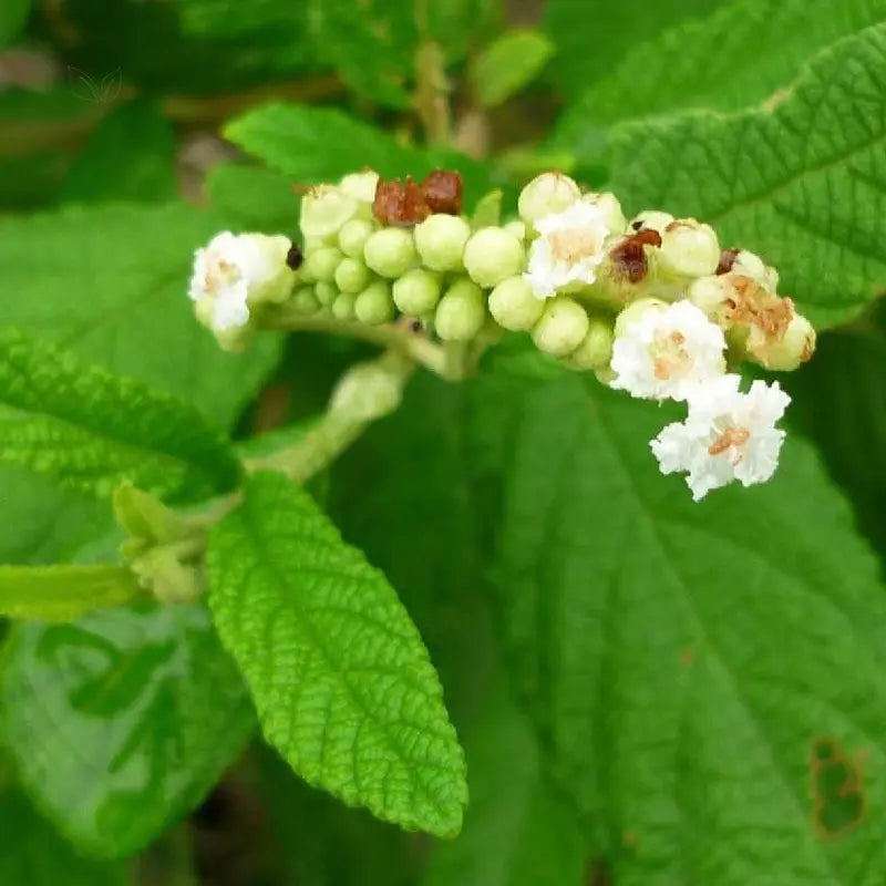 Cordia verbenacea Erva Baleeira plant seeds for botanical gardening