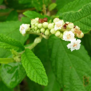 Cordia verbenacea Erva Baleeira plant seeds for botanical gardening