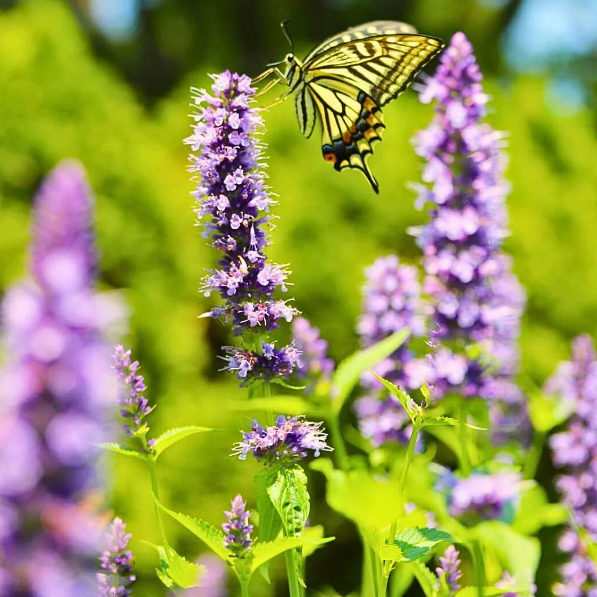 Anise Hyssop Licorice Mint Agastache foeniculum Plant Seeds