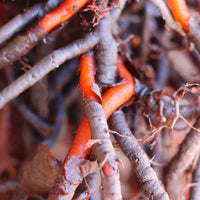 Rubia tinctorum Madder garden seeds for traditional natural dye gardening.