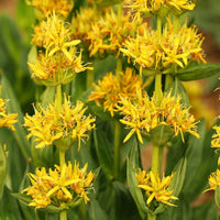 Organic Yellow Gentian Seeds,Gentiana lutea for Perennial Flower Gardens