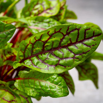 Red-Veined Dock Rumex sanguineus plant with green foliage and distinctive red veins.