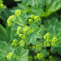 Lady’s Mantle Alchemilla vulgaris showing rounded, scalloped green leaves and delicate flower clusters.