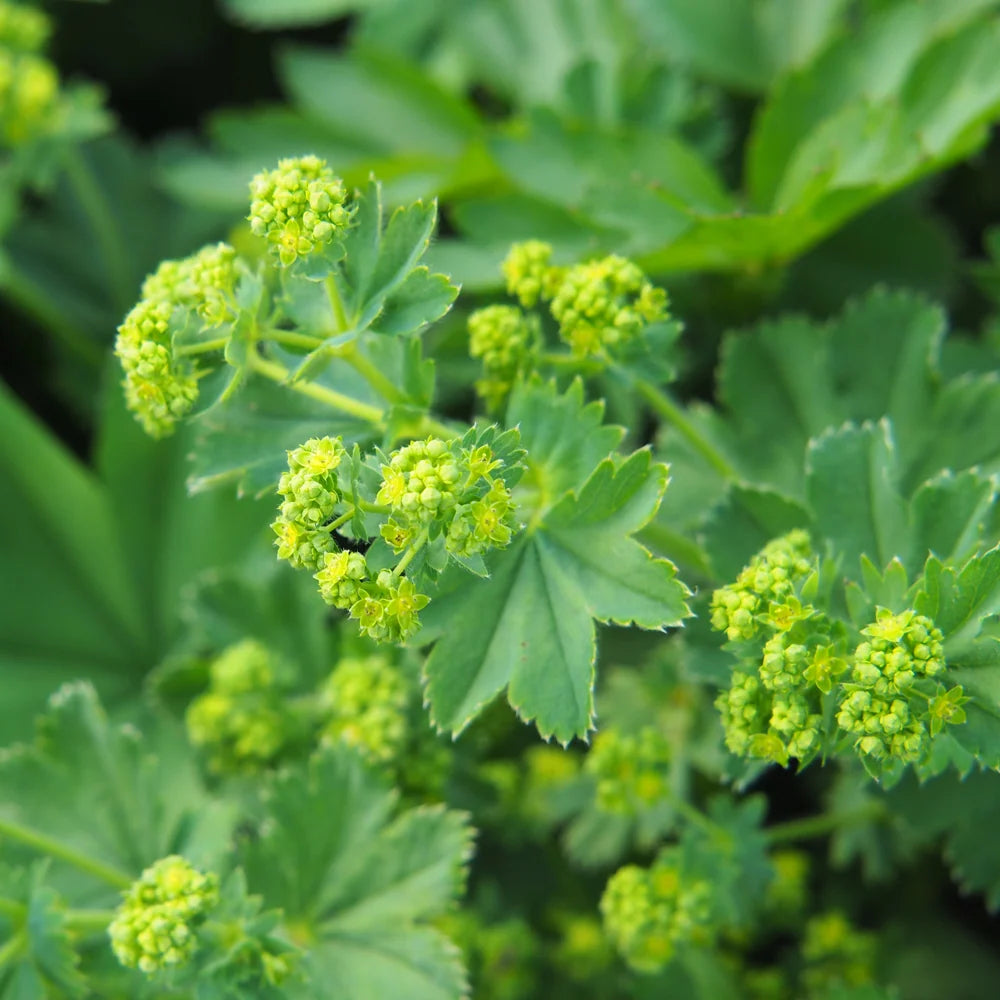 Organic Lady’s Mantle Alchemilla vulgaris planting seeds for growing a perennial ornamental garden plant.