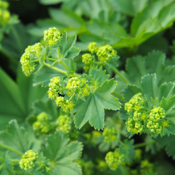 Organic Lady’s Mantle Alchemilla vulgaris planting seeds for growing a perennial ornamental garden plant.