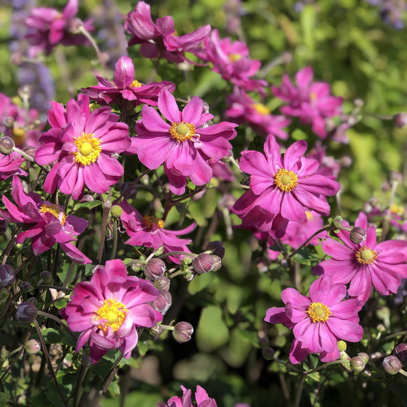 Anemone Deep Rose – Perennial Flower Seeds