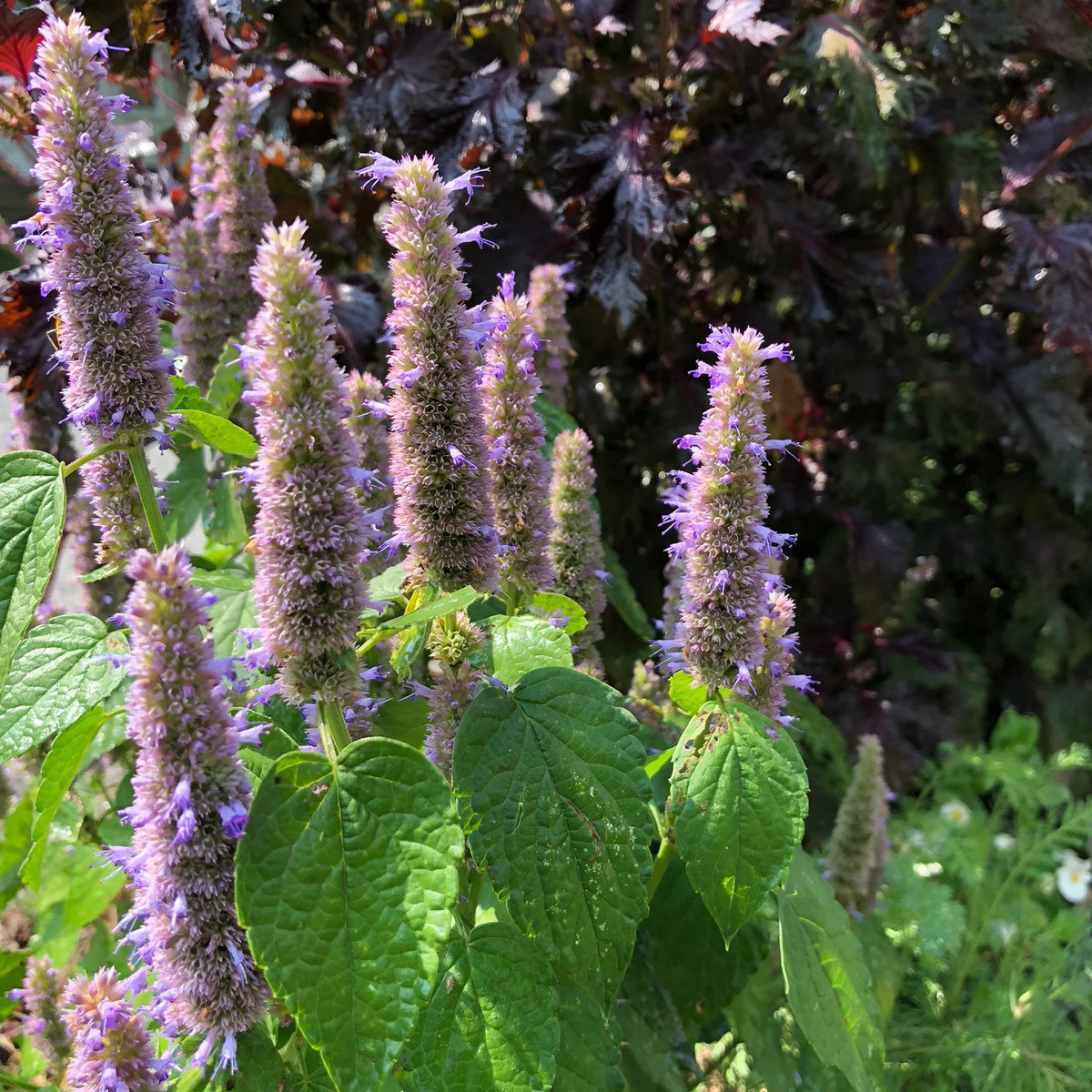 Licorice Mint Anise Hyssop Agastache foeniculum Flower Seeds for Aromatic Herb Gardens