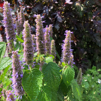 Anise Hyssop Licorice Mint Agastache foeniculum Plant Seeds