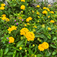 New Gold Lantana Seeds Bright Golden Blooms Drought-Tolerant Perennial for Garden