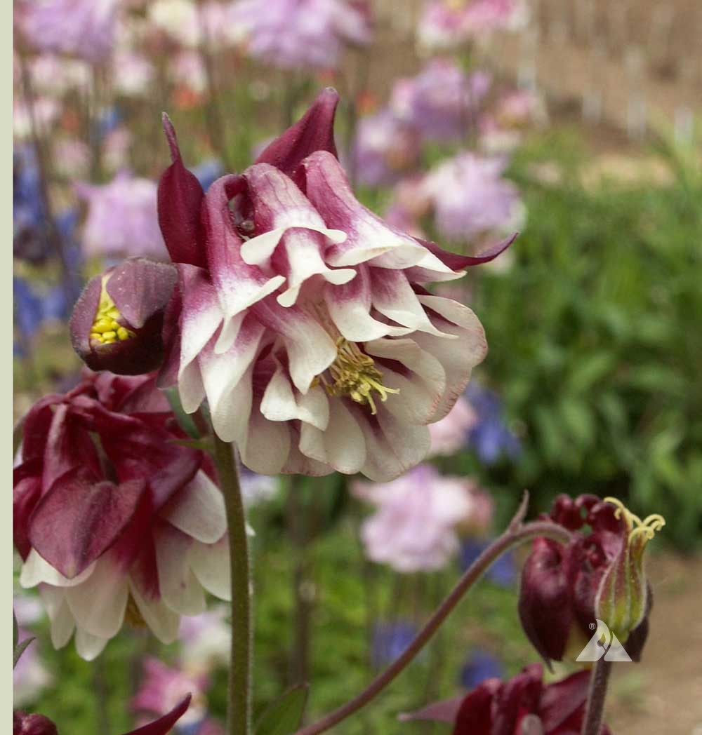 Columbine Aquilegia Vulgaris – Dwarf Mixed Color Flower Seeds