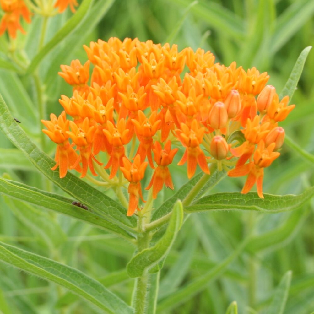 Butterfly Weed Asclepias – Pollinator Friendly Wildflower Seeds