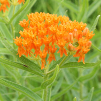 Butterfly Weed Asclepias – Pollinator Friendly Wildflower Seeds