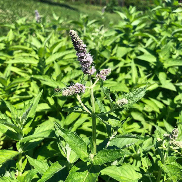 Arabian Mint Mentha longifolia plant seeds for home herb gardening