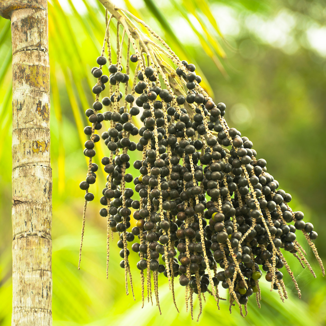 Açaí Berry Seeds Euterpe Oleracea Superfruit Palm Grow Your Own Açaí Tree