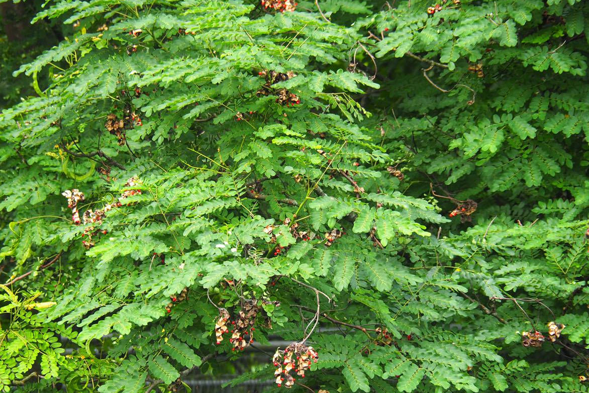 Adenanthera Pavonina – Red Bead Coral Tree Seeds