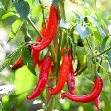 African Cayenne Seeds – Capsicum frutescens Garden Planting Seeds