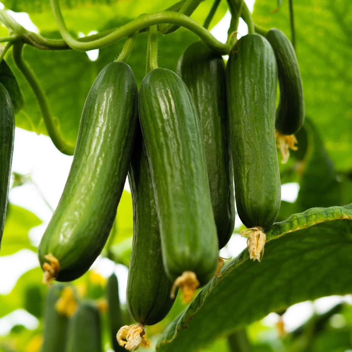 Mini Snack Cucumber Seeds – Compact Plants and Easy Growing