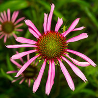 Echinacea angustifolia Narrow-Leaved Coneflower showing narrow foliage and distinctive cone-shaped flower heads