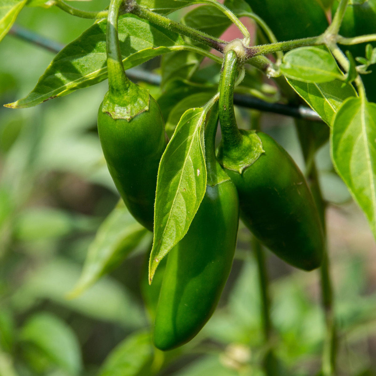 Holy Moley Pepper – Mixed Vegetable Seeds