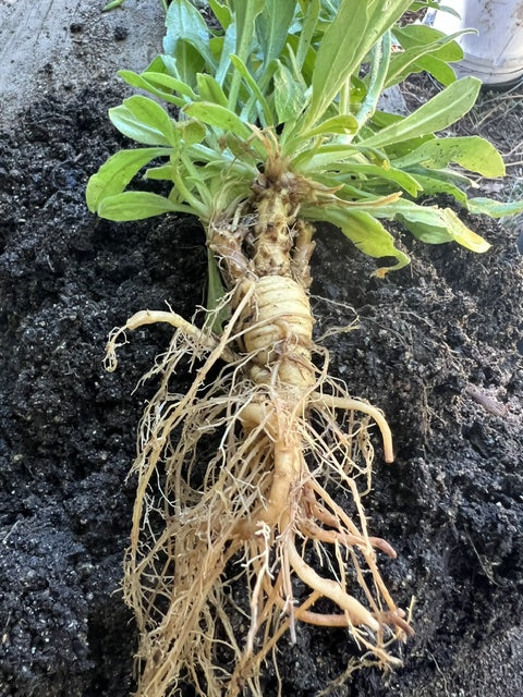 Xhosa Dream Root Silene capensis botanical plant for home gardens and plant collections
