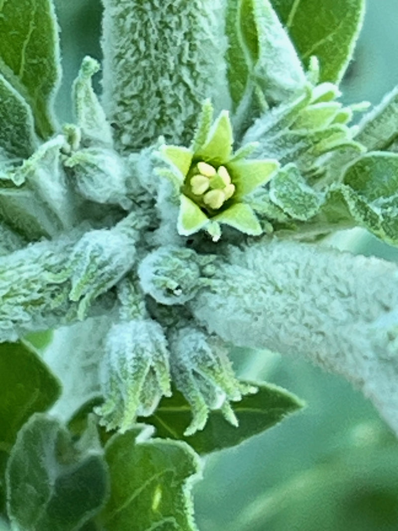 Ashwagandha African Ecotype Withania somnifera seeds for gardening