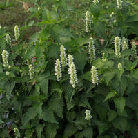 Agastache Giant Hyssop White Agastache Mexicana – Aromatic Perennial Seeds