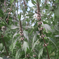 Leonurus sibiricus Siberian Motherwort herbaceous flowering plant