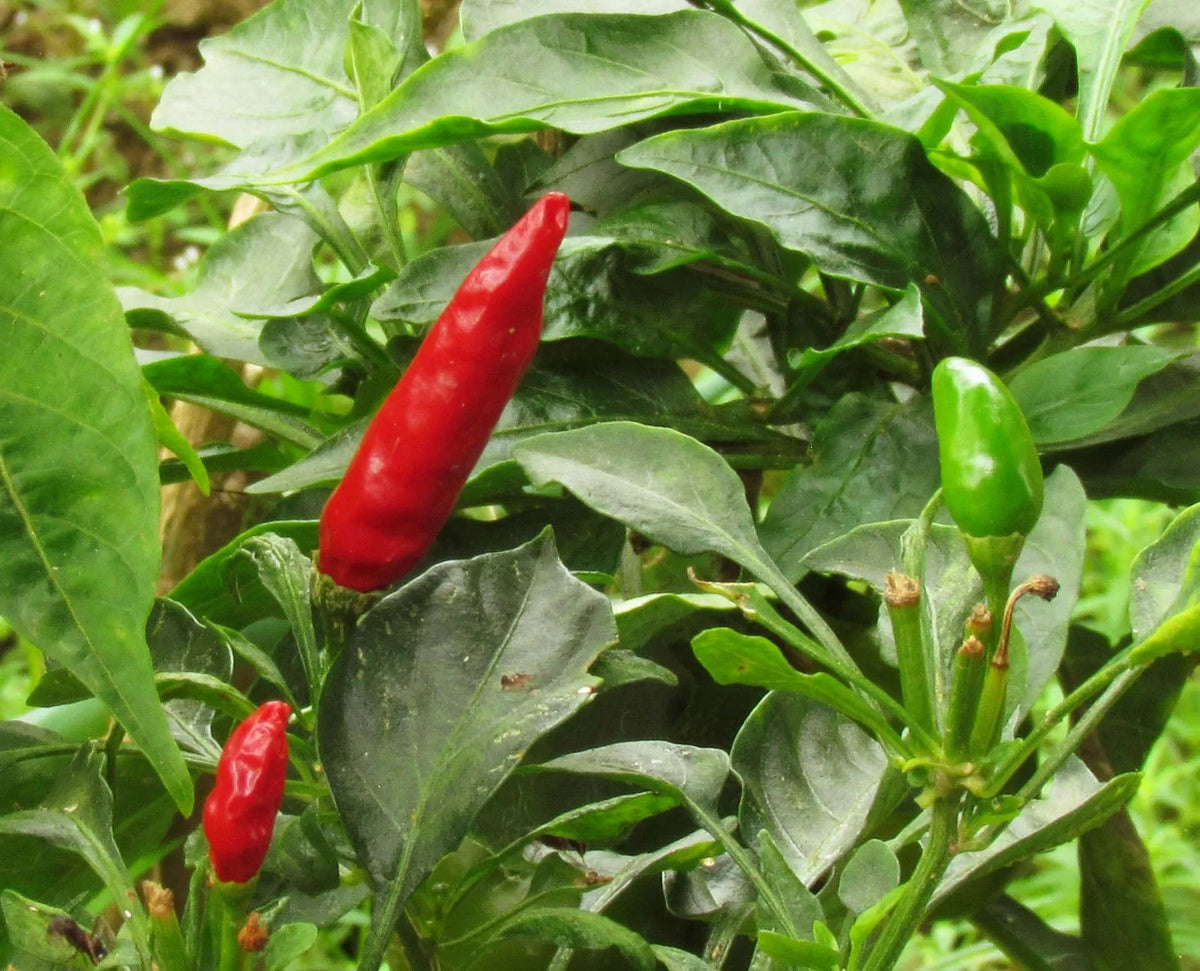 Capsicum frutescens Seeds – Xigole Pepper Plant Seeds